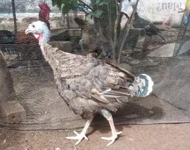 indukan kalkun betina