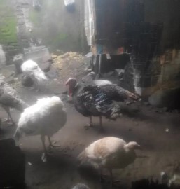 kalkun jantan