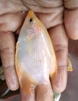 bibit ikan gurame padang
