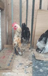 ayam kate seramah