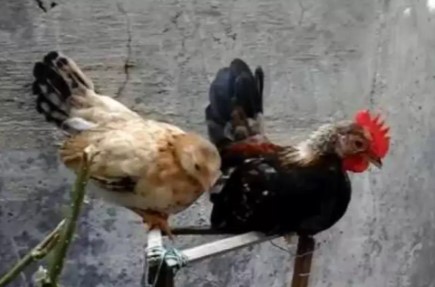 Anakan ayam kate usia kurleb 2/3 bulan