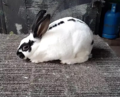 kelinci Mini Rex (MR)