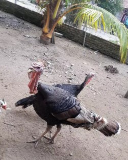 Ayam Kalkun sepasang