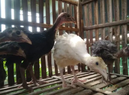 anakan ayam kalkun