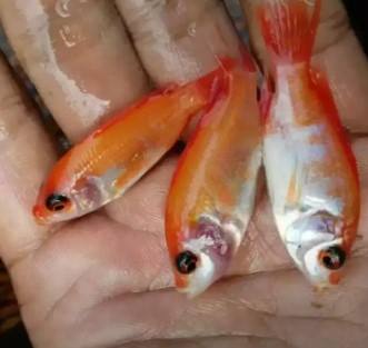 Ikan nila merah