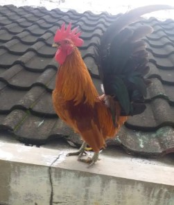 Ayam Kate Jantan