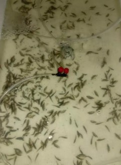 bibit ikan kakap putih untuk budidaya