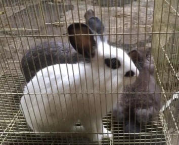 kelinci jantan betina murah sehat