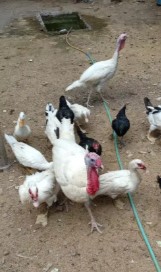 Kalkun (White Holland)