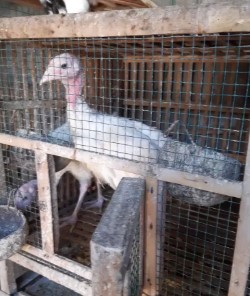 Anakan ayam kalkun