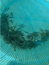 bibit ikan kakap putih