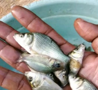 Bibit Ikan mas lokal