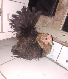 Ayam kate walik