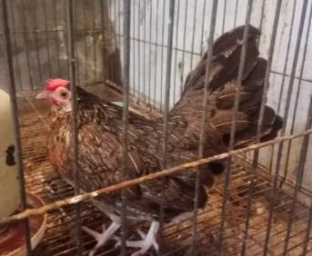 Ayam Kate brewok