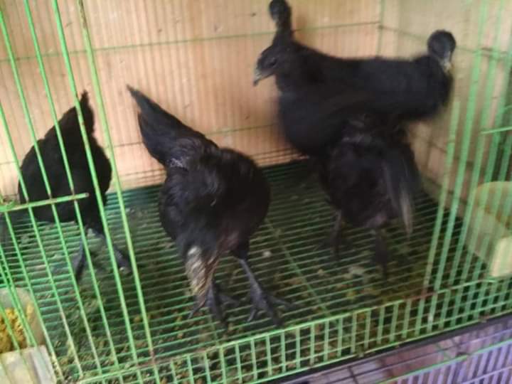 Anak Ayam Cemani Murah Usia Hampir 3 Bulan Super Cash Back & Get 1 Free