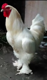Ayam brahma putih
