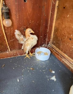 Ayam Serama Anakkan