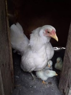 ayam kate putih