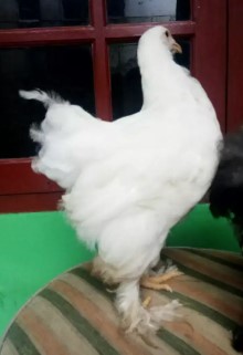 Ayam brahma putih polos