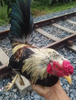 ayam kate kampung