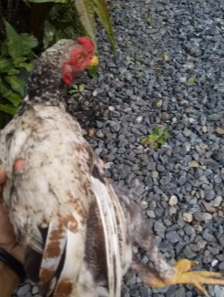 dua ekor ayam jantan