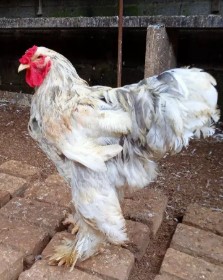 Ayam brahma splash jantan