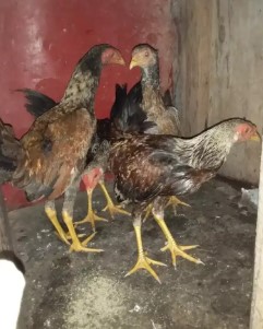 ayam kate campuran kampung