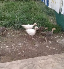 anakan kalkun borongan
