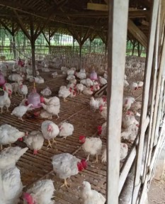 ayam partai besar.bisa kirim kirim,kondisi hidup