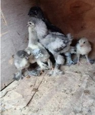Ayam brahma usia 5bulan