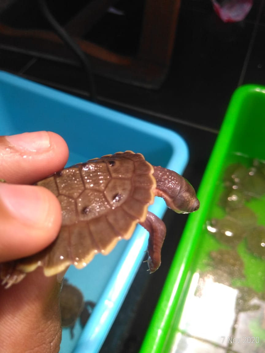 Kura-kura dada putih branderhosti