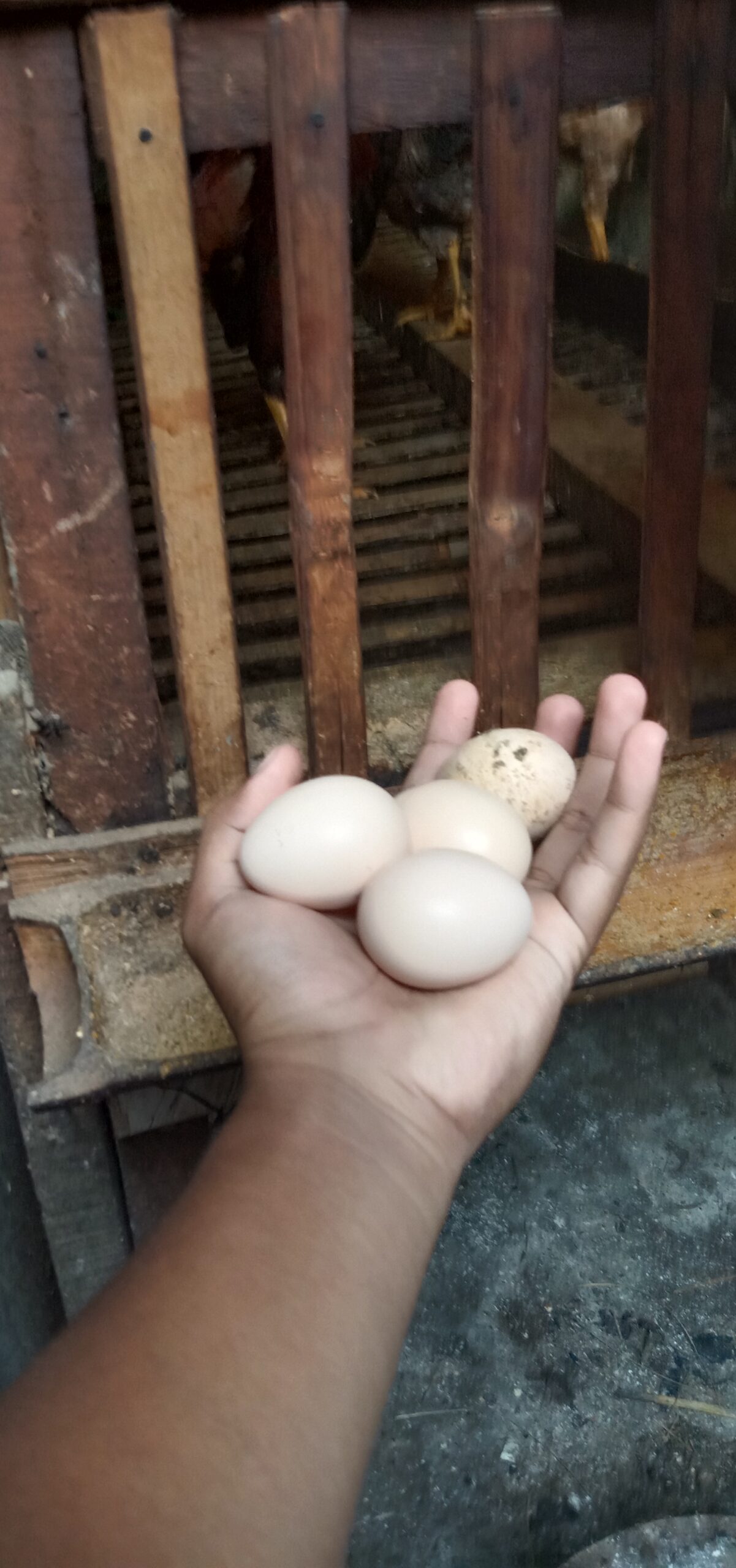 telur ayam kampung