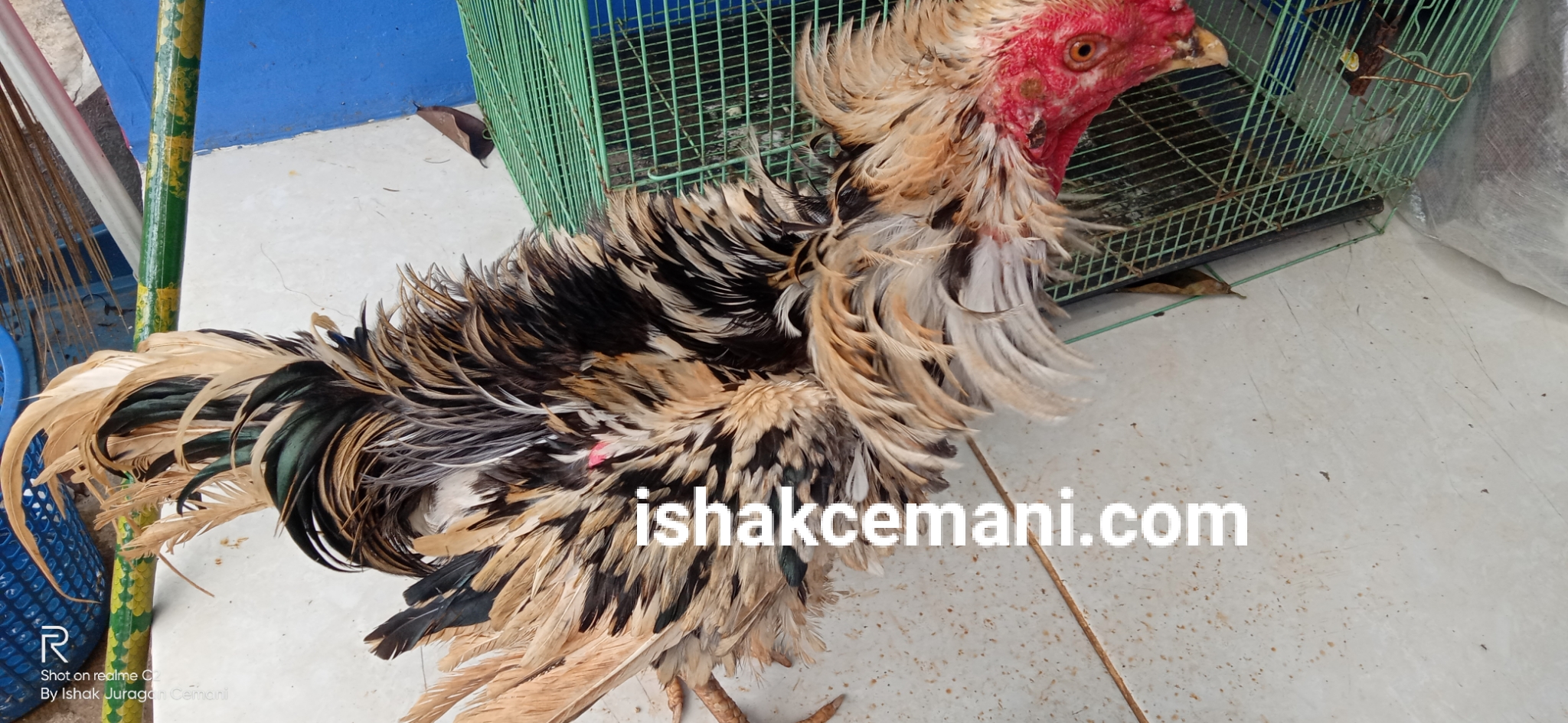Ayam Tulak Walik Super Langka Dan Istimewa Untuk Hobi Dan Syarat Ritual
