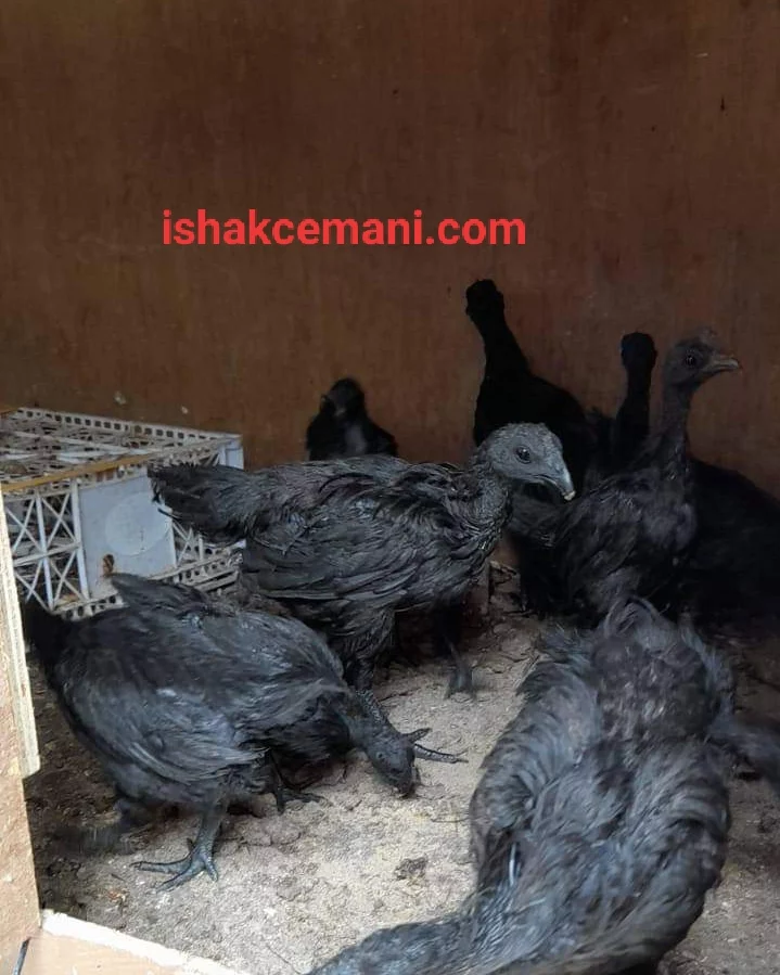 Ayam Cemani Spesial Edition Lidah Hitam Usia 3 Bulan Super Murah